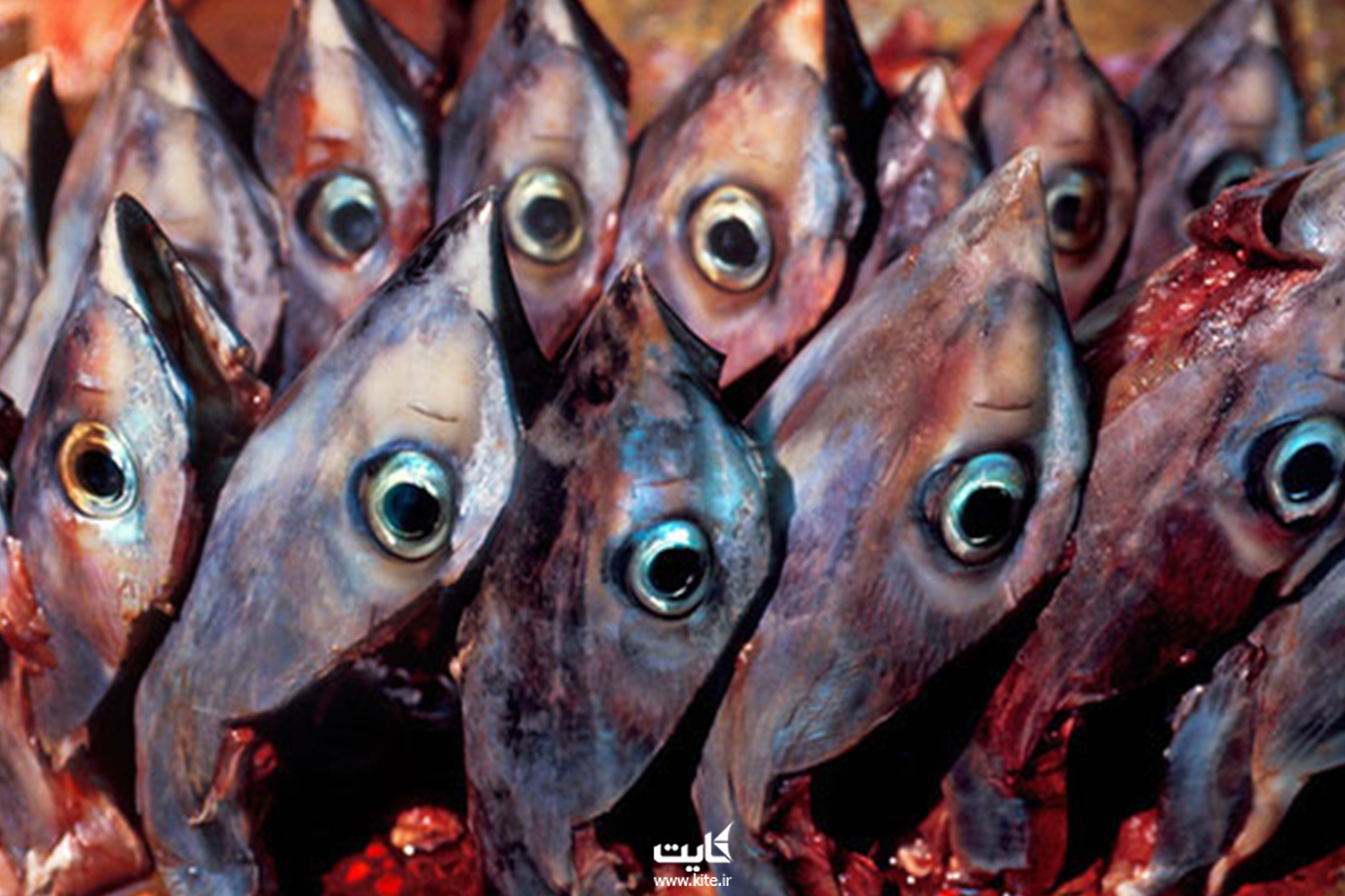 چشم ماهی تُن 